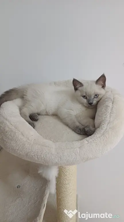 Pisicuță british shorthair