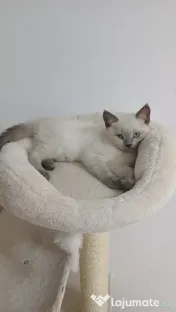 Pisicuță british shorthair