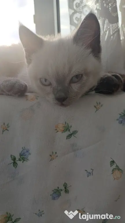 Pisicuță british shorthair