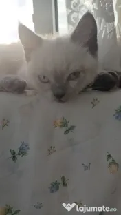 Pisicuță british shorthair