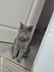 Pisici british in vârstă de 1 an, femela si mascul