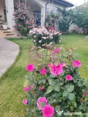 Vila superba in stil mediteranean Saftica- Corbeanca- COM... 