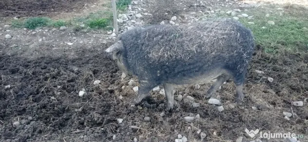 Mangalița pentru sacrificat
