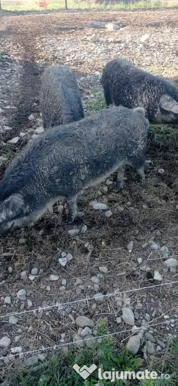 Mangalița pentru sacrificat