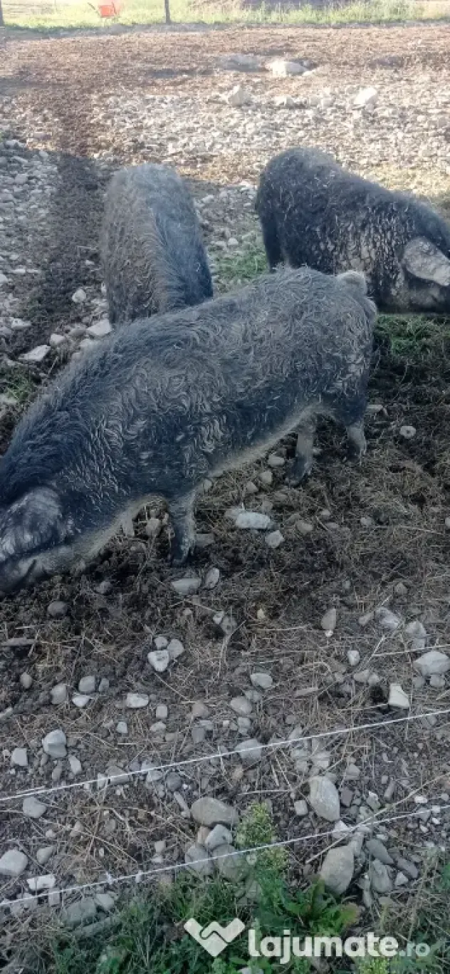 Mangalița pentru sacrificat