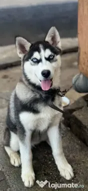 Dau spre adopție cățelușă husky siberian, 4 ani 