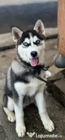 Dau spre adopție cățelușă husky siberian, 4 ani