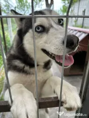 Dau spre adopție cățelușă husky siberian, 4 ani 