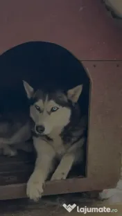 Dau spre adopție cățelușă husky siberian, 4 ani 