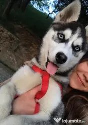 Dau spre adopție cățelușă husky siberian, 4 ani 