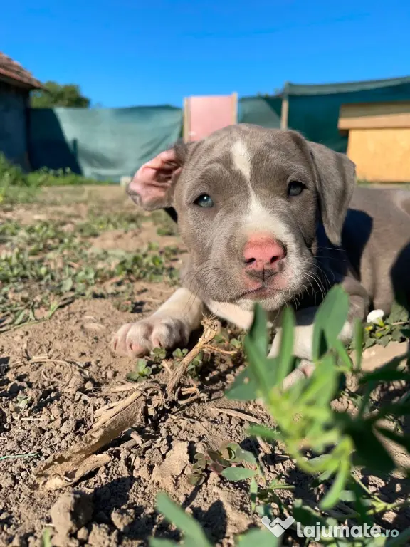 Pui de Amstaff blue