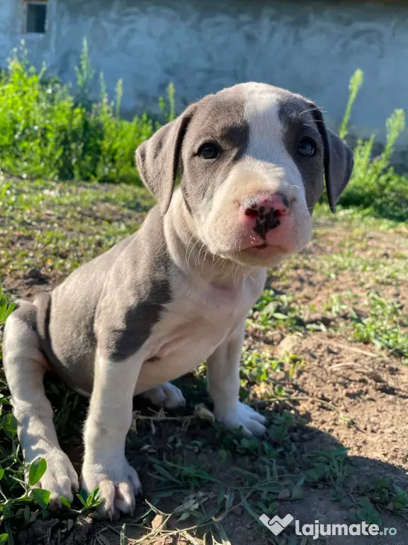 Pui de Amstaff blue