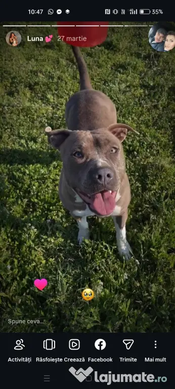 Pui de Amstaff blue