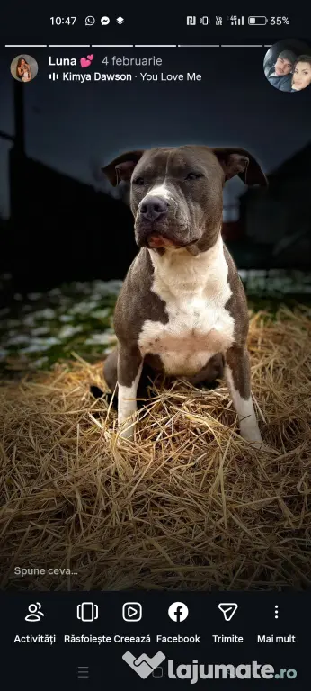 Pui de Amstaff blue