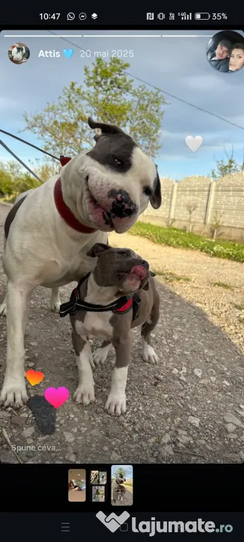 Pui de Amstaff blue
