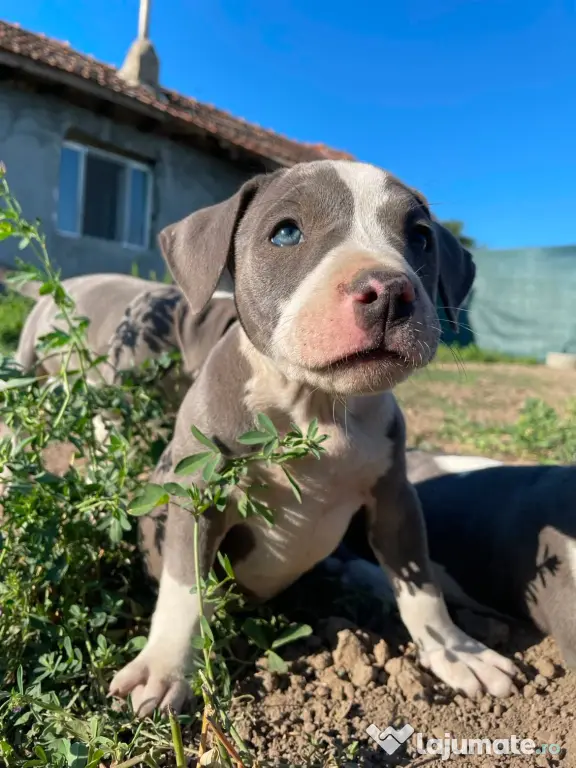 Pui de Amstaff blue
