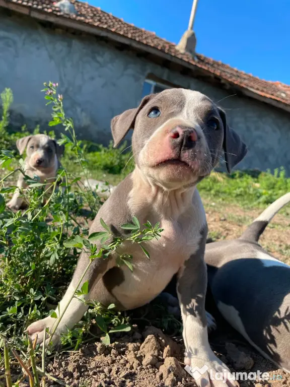 Pui de Amstaff blue