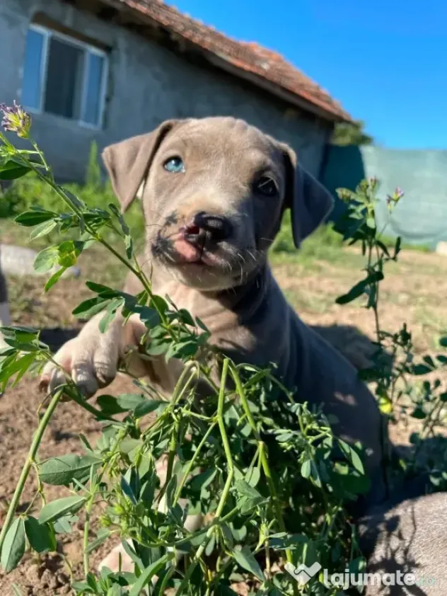 Pui de Amstaff blue