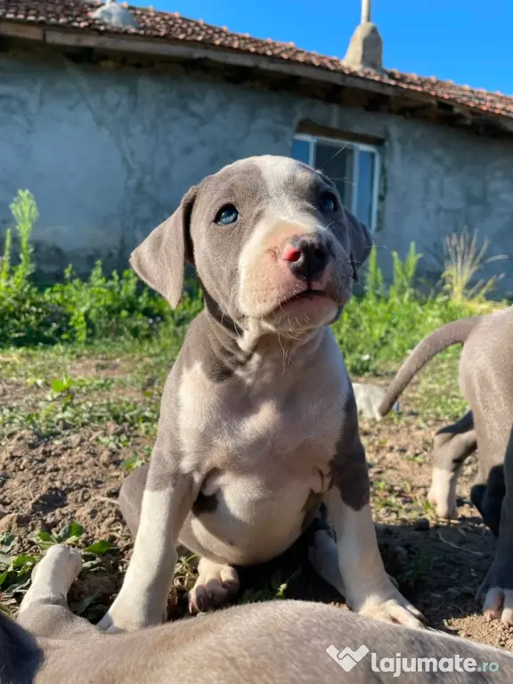 Pui de Amstaff blue
