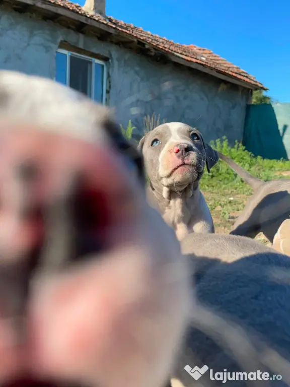 Pui de Amstaff blue