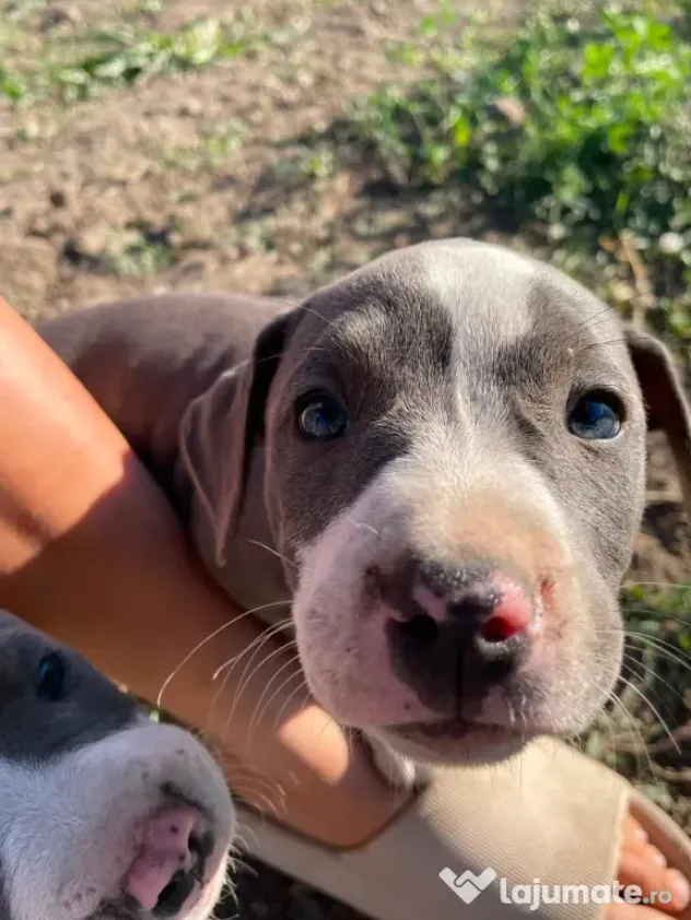 Pui de Amstaff blue