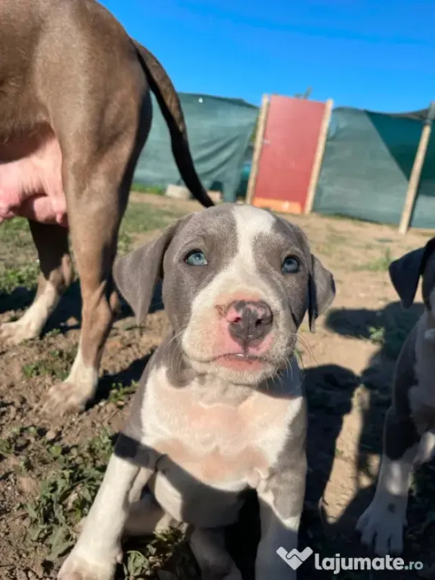 Pui de Amstaff blue