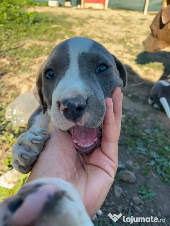 Pui de Amstaff blue