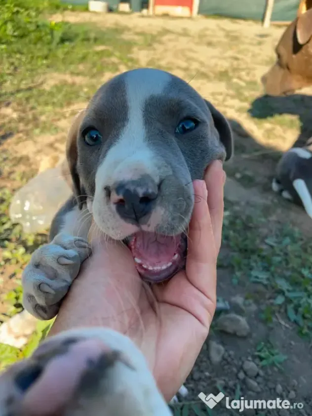 Pui de Amstaff blue