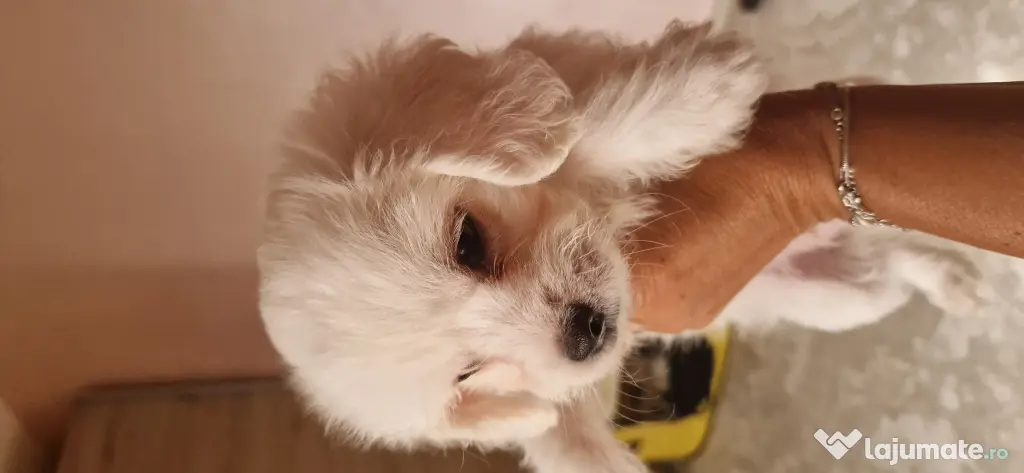 Bichon maltez talie mica