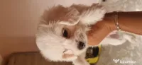 Bichon maltez talie mica 