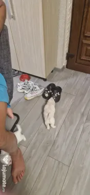 Bichon maltez talie mica