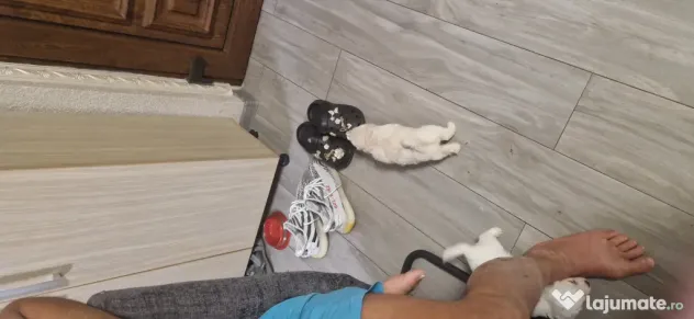 Bichon maltez talie mica