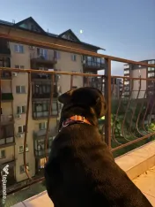 Vand femela cane corso 