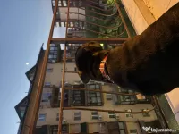 vand femela cane corso