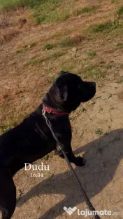 Vand femela cane corso 