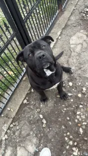 Vand femela cane corso 