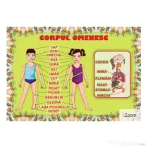 Corpul Omenesc. Plansa educationala