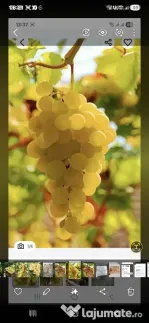 Vand struguri de vin