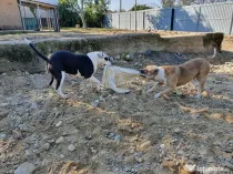 Cățel amstaff