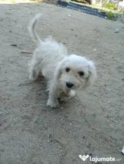 Cățel amstaff 