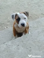 Cățel amstaff 