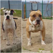 Cățel amstaff 
