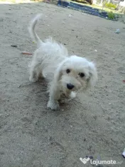 Cățel amstaff 