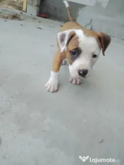Cățel amstaff 