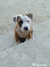 Cățel amstaff 