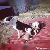 Cățel amstaff 