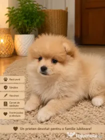 Pui pomeranian fetita si baietel