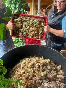 Struguri de vin cu trasport gratuit la domiciliu