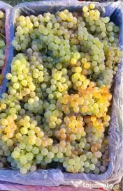Struguri de vin cu trasport gratuit la domiciliu