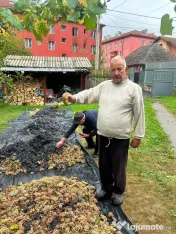 Struguri de vin cu trasport gratuit la domiciliu